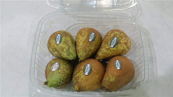 PEAR CONFERENCE-trasera