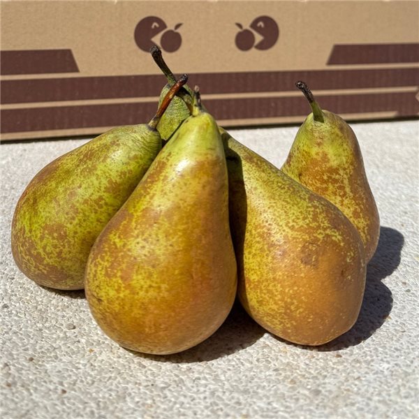 Pera conferencia-izquierda