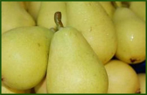 PERA ERCOLINA 4 Ud-izquierda