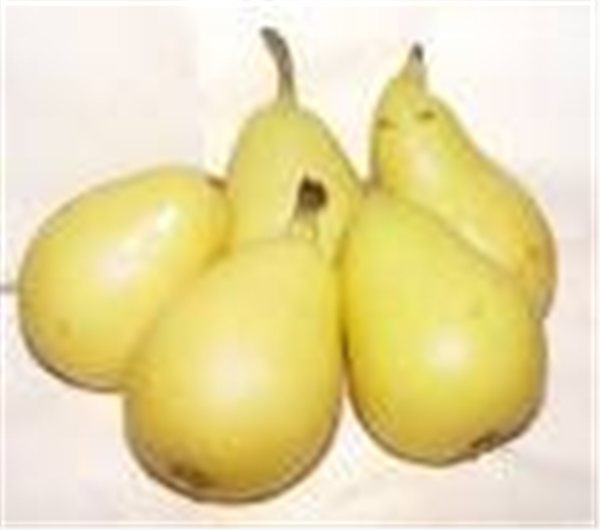 PERA ERCOLINA 4 Ud-trasera