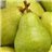 Poire Forelle-lateral