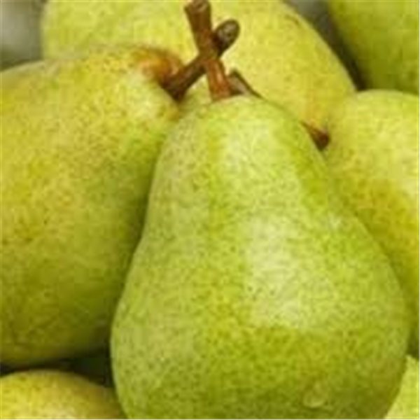 Poire Forelle-lateral