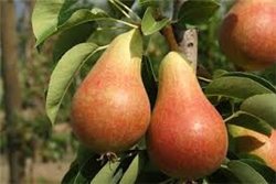 Poire Forelle