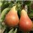 Poire Forelle