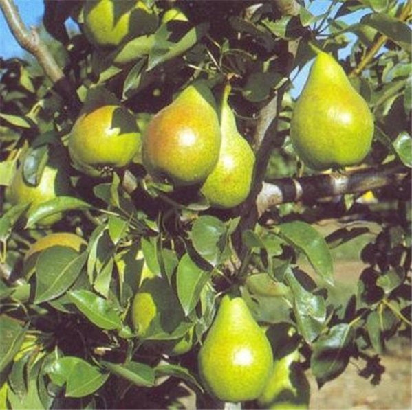 Poire Forelle-trasera