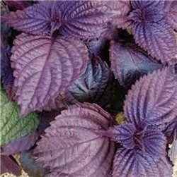 PERILLA BIO 3g  Antihistaminique naturel