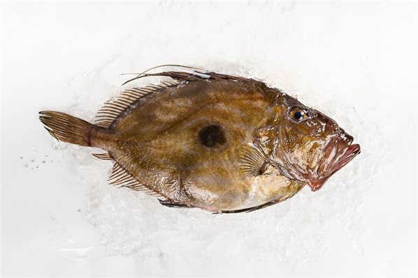 Galizischer San-Pedro-Fisch (San Martiño)-detalle
