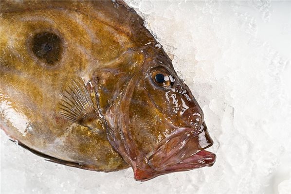 Galizischer San-Pedro-Fisch (San Martiño)-lateral