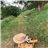 Picnic