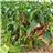 Red bell pepper-detalle