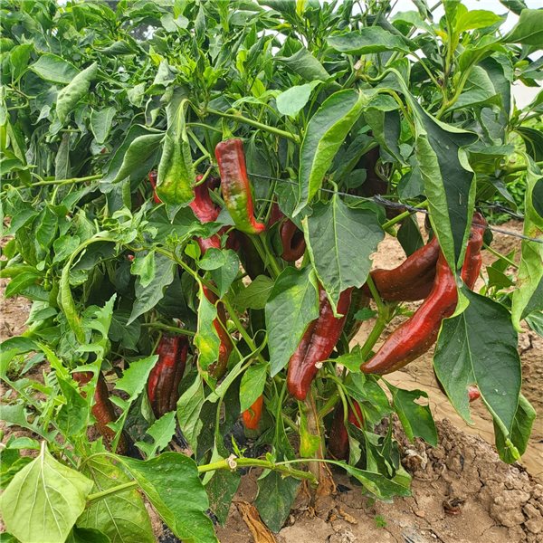 Red bell pepper-detalle