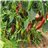 Red bell pepper-izquierda
