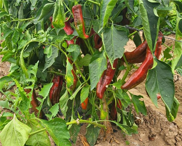 Red bell pepper-izquierda
