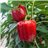 Red bell pepper