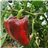 Red bell pepper-trasera