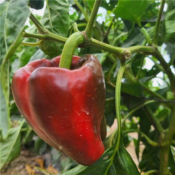 Red bell pepper-trasera