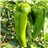 Green bell pepper-detalle
