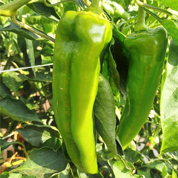 Green bell pepper-detalle