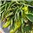Green bell pepper-izquierda