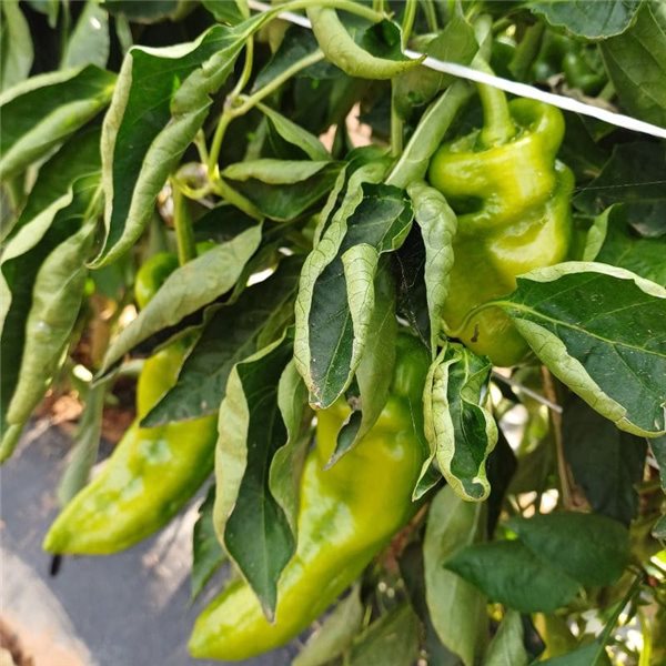 Green bell pepper-izquierda