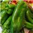 Green bell pepper-lateral