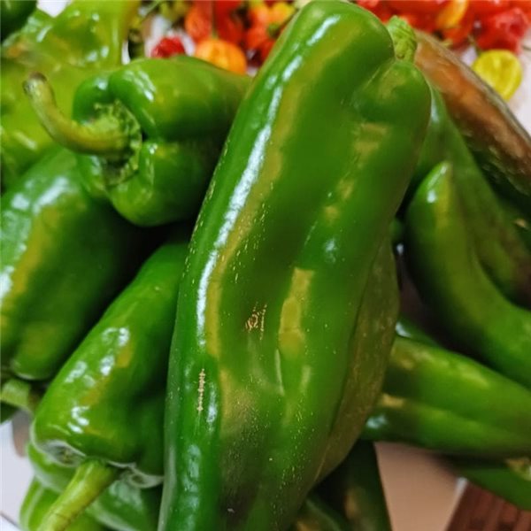 Green bell pepper-lateral
