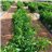 Green bell pepper