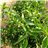 Green bell pepper-trasera