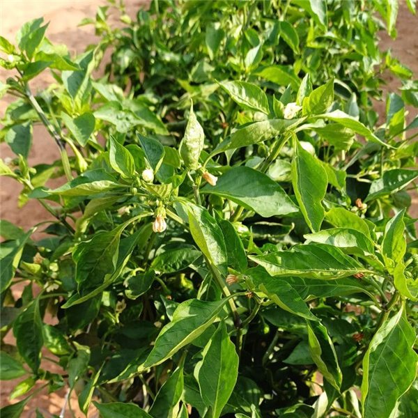 Green bell pepper-trasera