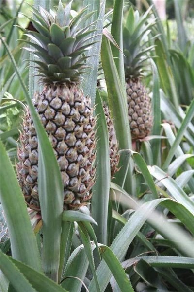 Pineapple (piece approximately 2kg)-izquierda