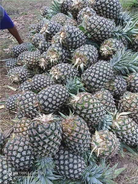 Pineapple (piece approximately 2kg)-lateral