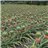 Pineapple (piece approximately 2kg)-trasera