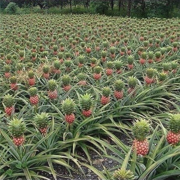 Pineapple (piece approximately 2kg)-trasera