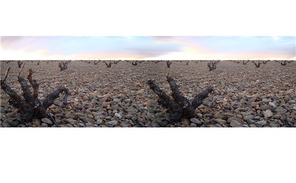 PLANTATIO 2019 Prefiloxérico-detalle