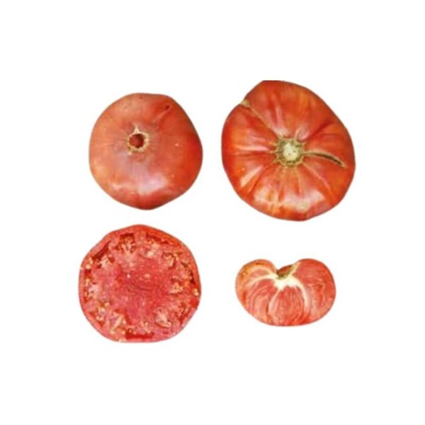 Seedlings of the thick-fleshed Escorial tomato-detalle