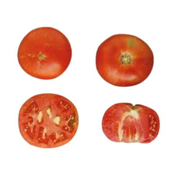 Moruno Tomato Plant Set from Patones-detalle