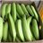 BANANE PLANTAIN-lateral