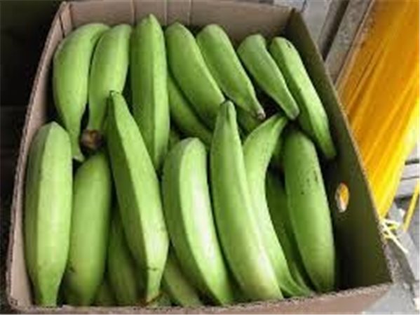 BANANE PLANTAIN-lateral