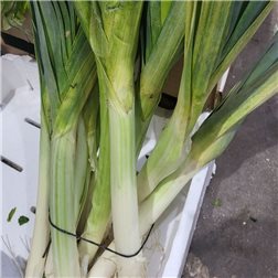 Puerro