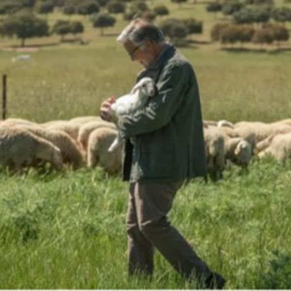 Fromage ENTIER D.O. manchego AFFINÉ Adiano / Le plus récompensé aux World Cheese Awards 24 : Médaille SuperGold-trasera