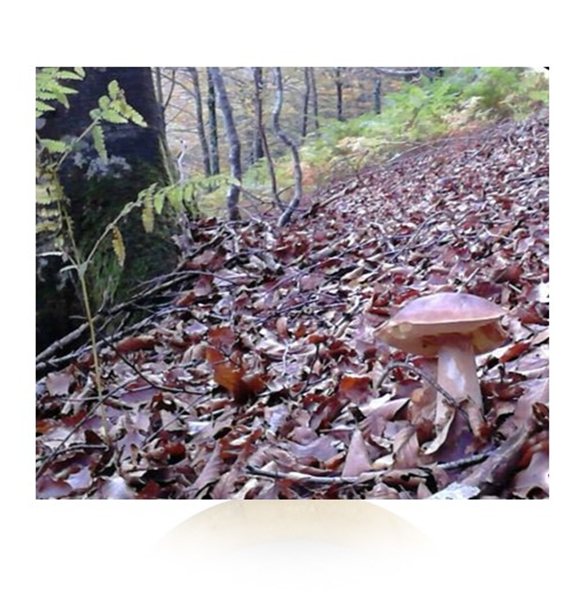 Artisan sheep cheese with Boletus (wedge)-trasera