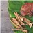 Organic Reishi Powder - 100g-lateral