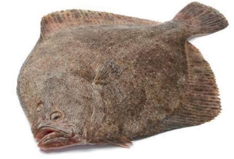 Steinbutt extra. 35,50 €/kg. von Pescados Loureda