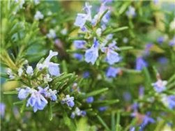 ROMARIN SEC ÉCO 30g Essence Pure de la Sierra Riojana