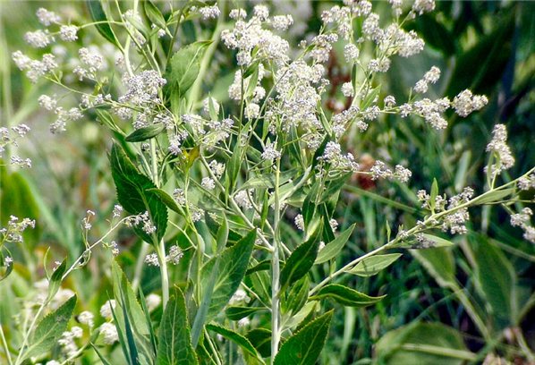 ROMPEPIEDRAS BIO · SALUD RENAL 30g  Depurativo natural-detalle