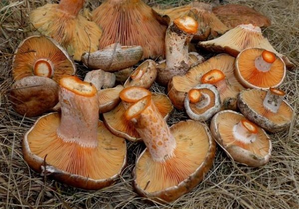Pine mushroom 500 grams-detalle