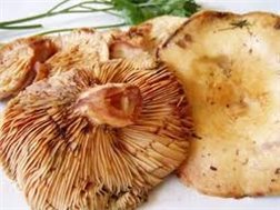 Pine mushroom 500 grams