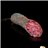 100% Iberico Acorn Salami BEST SALAMI 2025-detalle