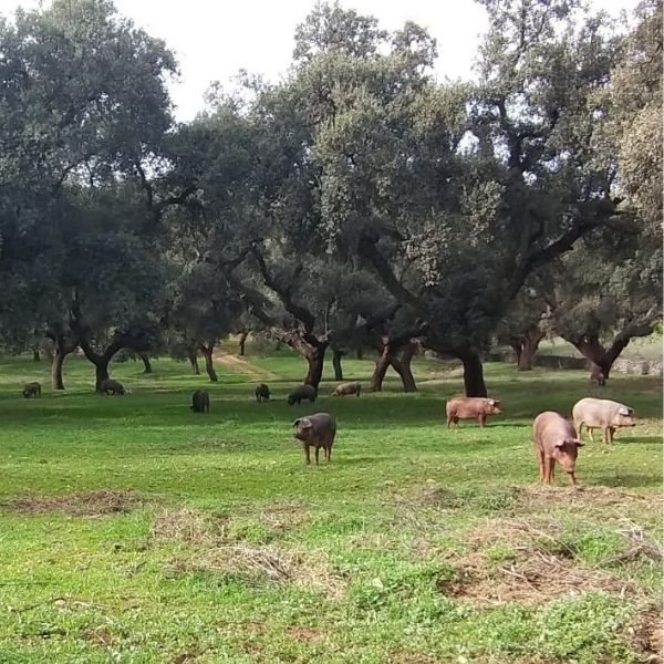 Salchichón cular Extra Ibérico-izquierda