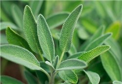 SAGE BIO 30G Natural Female Balance and Digestive Comfort